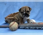 Small #2 English Bulldog