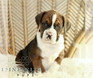 Boxador Puppy for sale in NEW HOLLAND, PA, USA