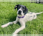 Small #2 American Pit Bull Terrier-Pointer Mix