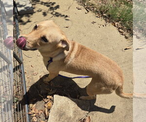 China - Female Labrador Retriever-Unknown Mix Dog for Adoption - Photo #6