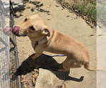 Small #5 Labrador Retriever Mix