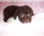Small #6 Poodle (Toy)