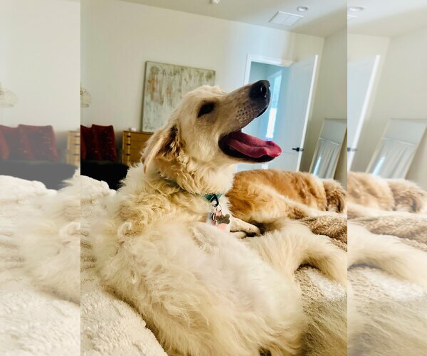 Medium Photo #3 Golden Retriever-Huskies  Mix Puppy For Sale in Winter Park, CO, USA