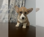 Small #26 Pembroke Welsh Corgi