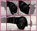 Puppy Glory Goldendoodle