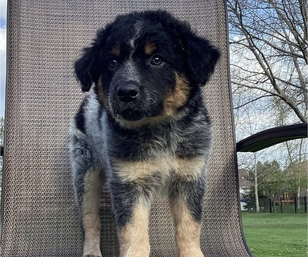 Medium Photo #7 Australian Cattle Dog-Border Collie Mix Puppy For Sale in RICHMOND, MI, USA
