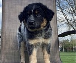 Small #6 Australian Cattle Dog-Border Collie Mix
