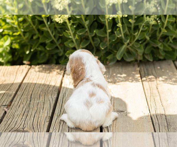 Medium Photo #5 Cocker Spaniel Puppy For Sale in NAPPANEE, IN, USA