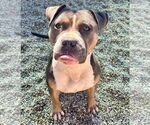 Small #2 Bulldog Mix