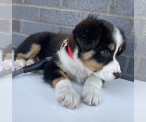 Miniature Australian Shepherd Puppy for sale in BLOOMINGTON, IN, USA