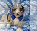 Small Photo #6 Aussiedoodle Puppy For Sale in LANCASTER, PA, USA