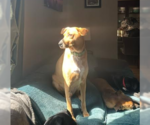 Small #12 Labrador Retriever Mix