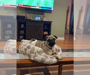 Sammy - Male Pug Dog for Adoption - Photo #5