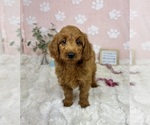Small #4 Goldendoodle mix (+ Poodle Miniature)