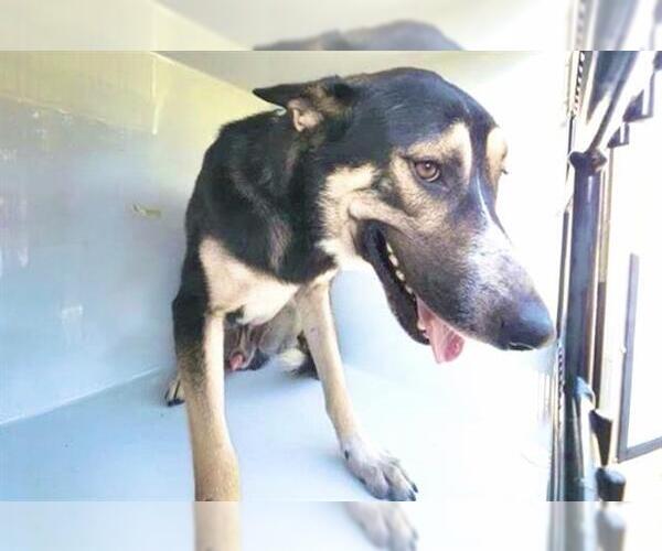 Medium Photo #1 German Shepherd Dog-Unknown Mix Puppy For Sale in Houston, TX, USA