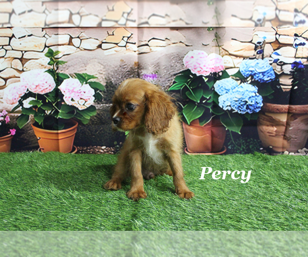 Medium Photo #1 Cavalier King Charles Spaniel Puppy For Sale in CHANUTE, KS, USA