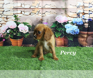 Cavalier King Charles Spaniel Puppy for sale in CHANUTE, KS, USA