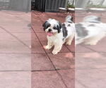 Small #4 Shih Tzu