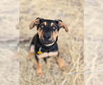 Small #13 Doberman Pinscher-German Shepherd Dog Mix