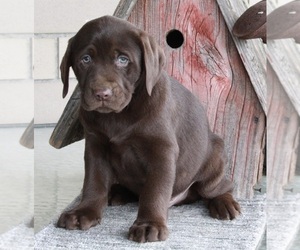 Labrador Retriever Puppy for sale in FREDERICKSBURG, OH, USA