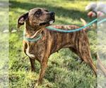 Small #2 Plott Hound Mix