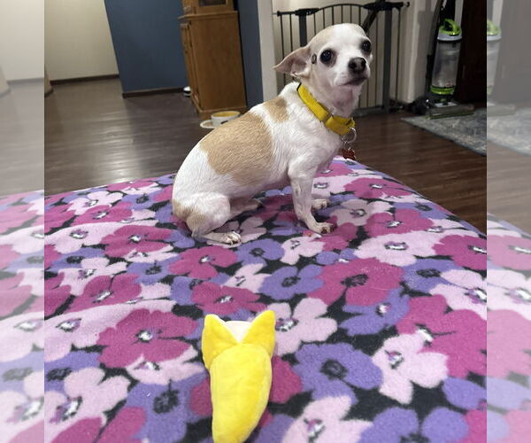 Medium Photo #9 Chihuahua-Unknown Mix Puppy For Sale in Fargo, ND, USA