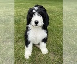 Puppy Otis Bernedoodle