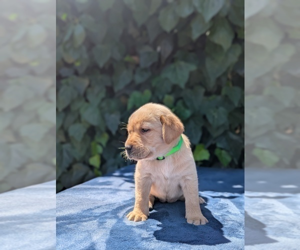 Medium Photo #2 Labrador Retriever Puppy For Sale in SACRAMENTO, CA, USA