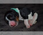 Small Photo #40 English Springer Spaniel Puppy For Sale in LITCHFIELD, MN, USA