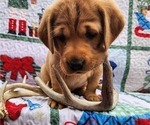 Small Photo #20 Labrador Retriever Puppy For Sale in BUFFALO, NY, USA