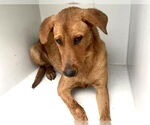 Small #1 Labrador Retriever Mix