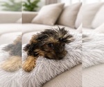 Small #1 Yorkshire Terrier