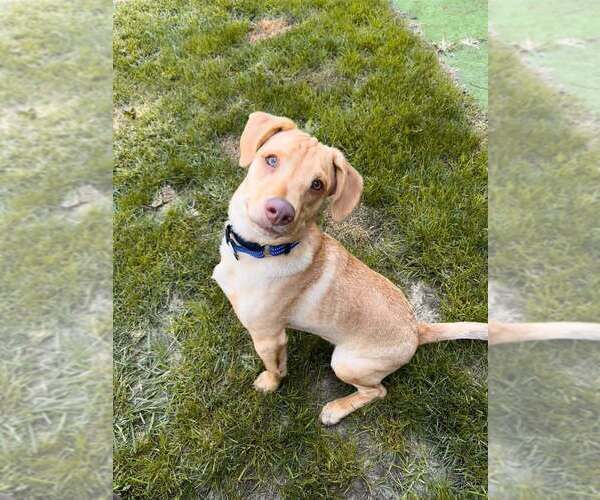 Medium Photo #46 Labrador Retriever-Unknown Mix Puppy For Sale in New York, NY, USA