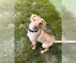 Small #45 Labrador Retriever Mix