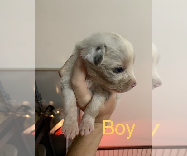 Medium Photo #7 Australian Shepherd Puppy For Sale in WHITLEY CITY, KY, USA