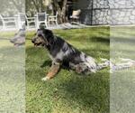 Small #3 Mutt