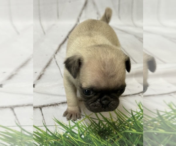 Medium Photo #17 Pug Puppy For Sale in BRIDGEPORT, CT, USA
