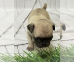 Small Photo #17 Pug Puppy For Sale in BRIDGEPORT, CT, USA