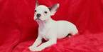 Small Photo #6 French Bulldog Puppy For Sale in HOUSTON, TX, USA