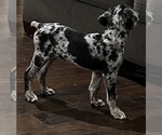 Small Photo #9 Catahoula Leopard Dog Puppy For Sale in SPRING, TX, USA