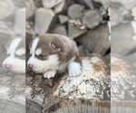 Puppy Hershey Siberian Husky