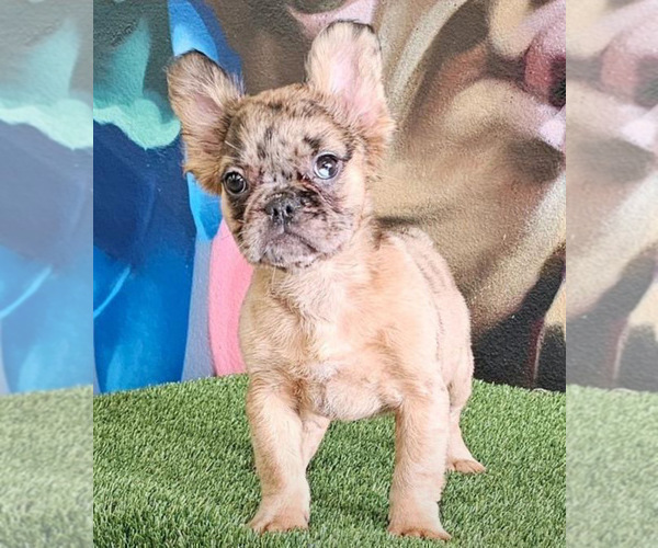 Medium Photo #4 French Bulldog Puppy For Sale in CHARLOTTESVILLE, VA, USA