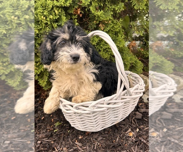 Medium Photo #3 Poo-Ton Puppy For Sale in MIDDLEBURY, IN, USA