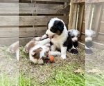 Puppy Onyx Australian Shepherd