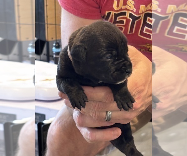Medium Photo #2 Cane Corso Puppy For Sale in REEVESVILLE, SC, USA