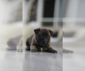 German Shepherd Dog Puppy for sale in MIAMI BEACH, FL, USA