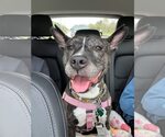 Small #12 American Pit Bull Terrier Mix