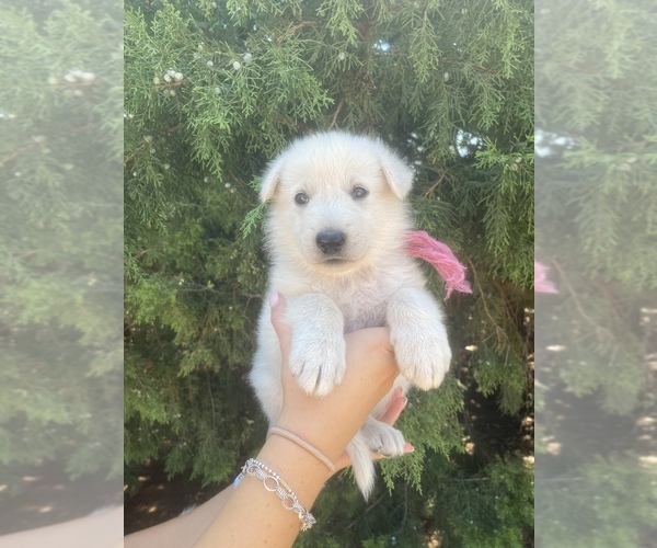 Medium Photo #2 German Shepherd Dog Puppy For Sale in PETERSBURG, TX, USA