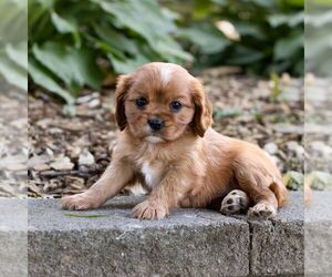 Cavalier King Charles Spaniel Puppy for sale in NARVON, PA, USA