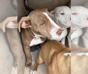 Staffordshire Bull Terrier-Unknown Mix Dogs for adoption in Oklahoma City, OK, USA